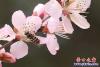 桃花3