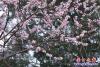 桃花4