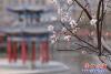 桃花6
