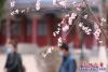桃花9
