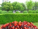 如油春雨連綿不斷 花草樹木欣欣向榮