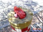 閑置防撞桶 變成垃圾桶