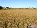 大石橋市水源鎮(zhèn)萬(wàn)畝水稻喜獲豐收