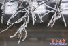 營口出現霧凇美景3