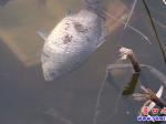 營口楞嚴寺公園：魚翻塘死亡！