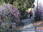楞嚴寺公園：鮮花盛開“滿園春色”