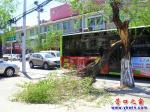 樹頭落地一周 園林無動于衷