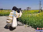 美翻了！這里的油菜花盛放