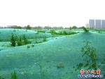 營(yíng)口市：大網(wǎng)頭上蓋 小草也煩惱