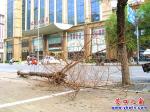 營(yíng)口市：死樹瞬間倒下 砸壞一輛“黑車”
