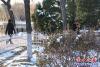 迎春花雪天里悄然綻放6