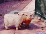 營口市人民公園新產一群小動物
