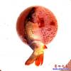 鯉魚2