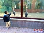營口市人民公園半數動物住上了玻璃籠